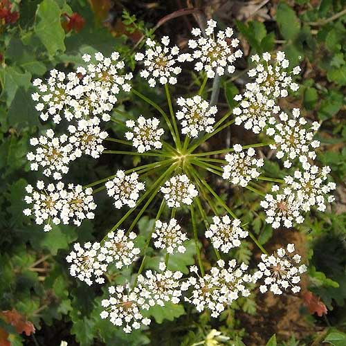 Anise Pimpinella anisum